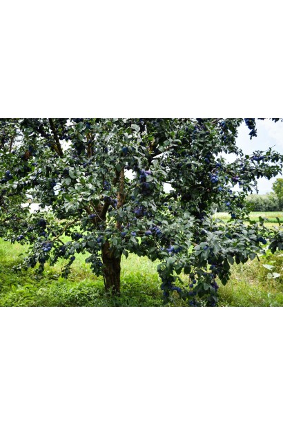 Слива домашня Угорка дерево